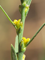 Thymelaeaceae