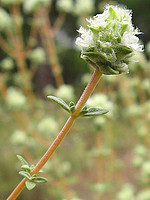 Thymus albicans