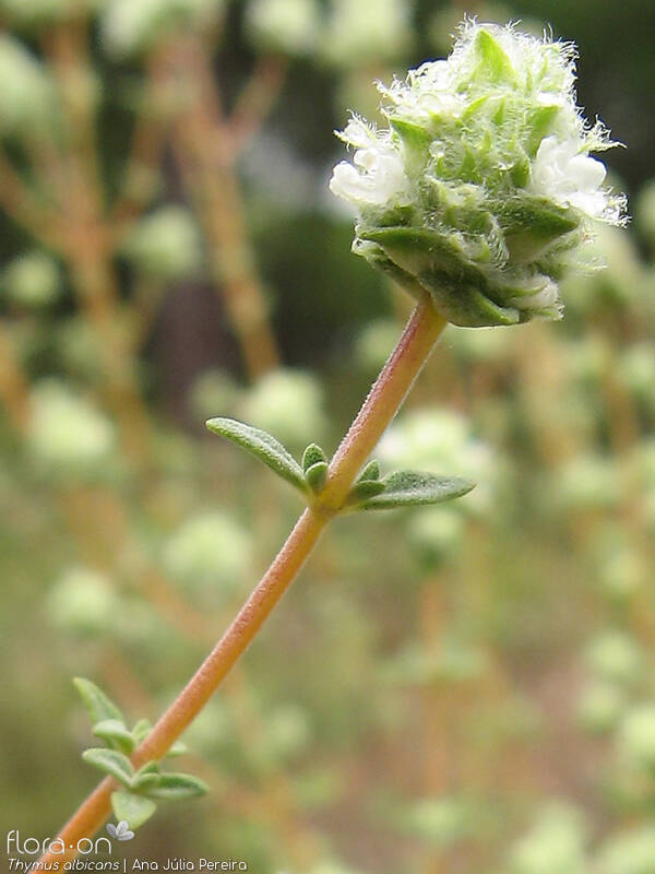 Thymus albicans - Flor (geral) | Ana Júlia Pereira; CC BY-NC 4.0