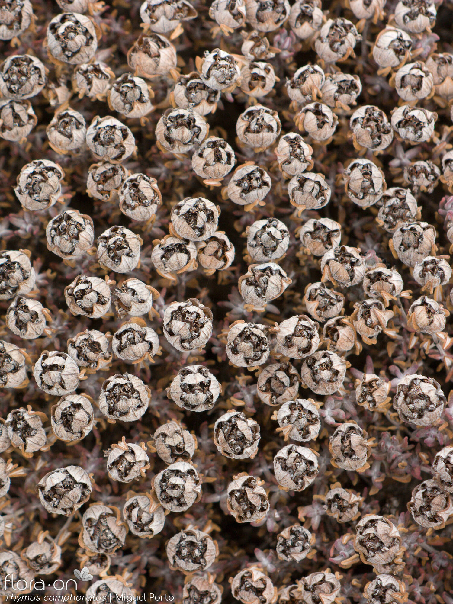 Thymus camphoratus - Fruto | Miguel Porto; CC BY-NC 4.0