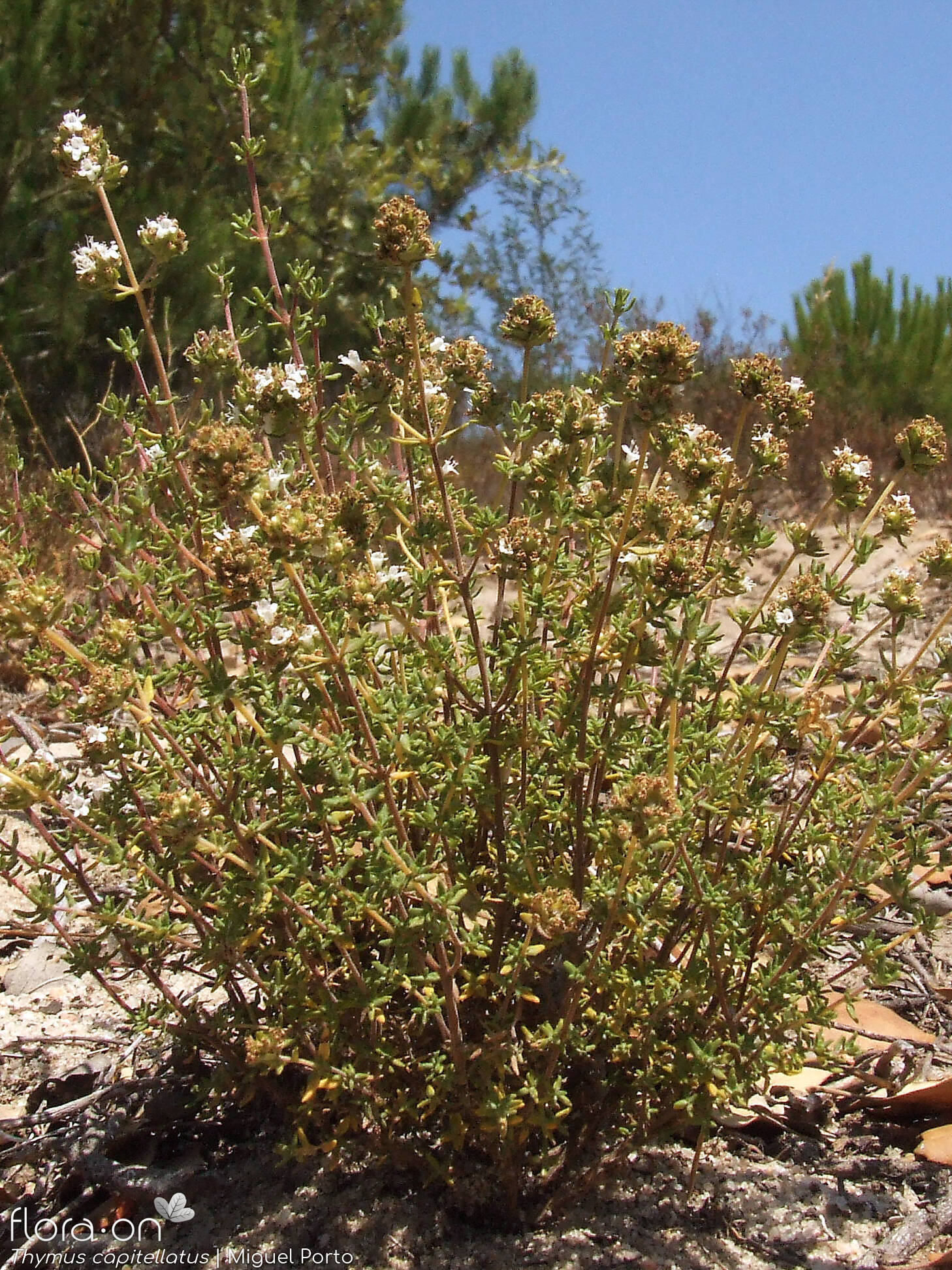 Thymus capitellatus - Hábito | Miguel Porto; CC BY-NC 4.0