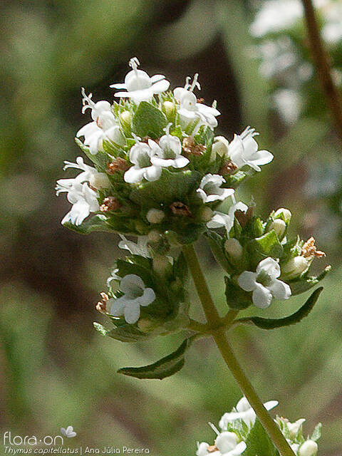 Thymus capitellatus - Flor (geral) | Ana Júlia Pereira; CC BY-NC 4.0