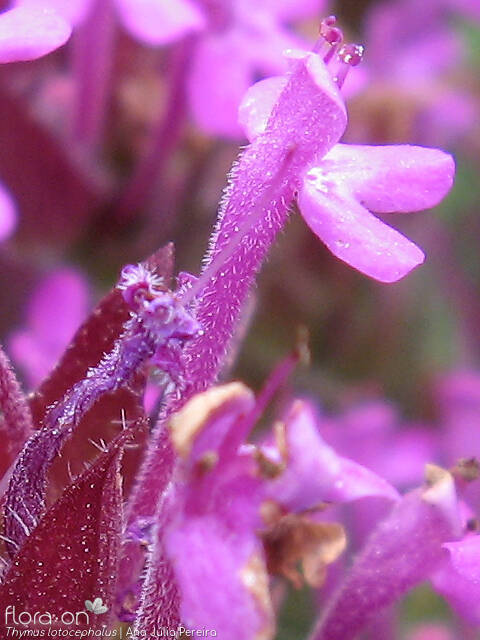 Thymus lotocephalus - Flor (close-up) | Ana Júlia Pereira; CC BY-NC 4.0