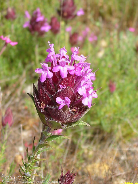 Thymus lotocephalus - Flor (geral) | André Carapeto; CC BY-NC 4.0