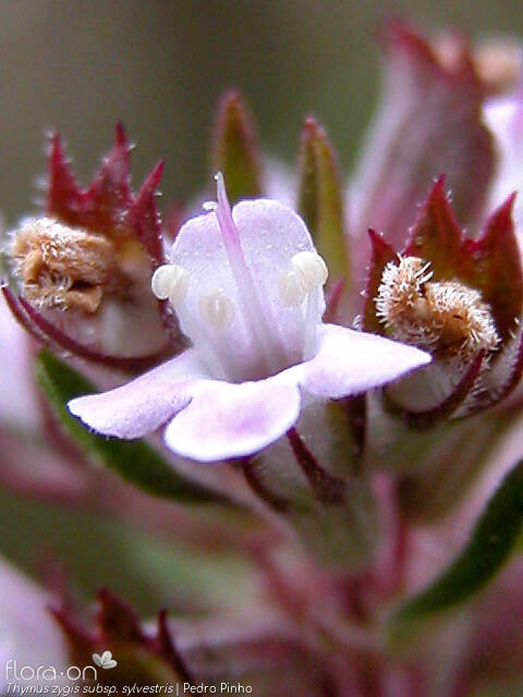 Thymus zygis - Flor (close-up) | Pedro Pinho; CC BY-NC 4.0