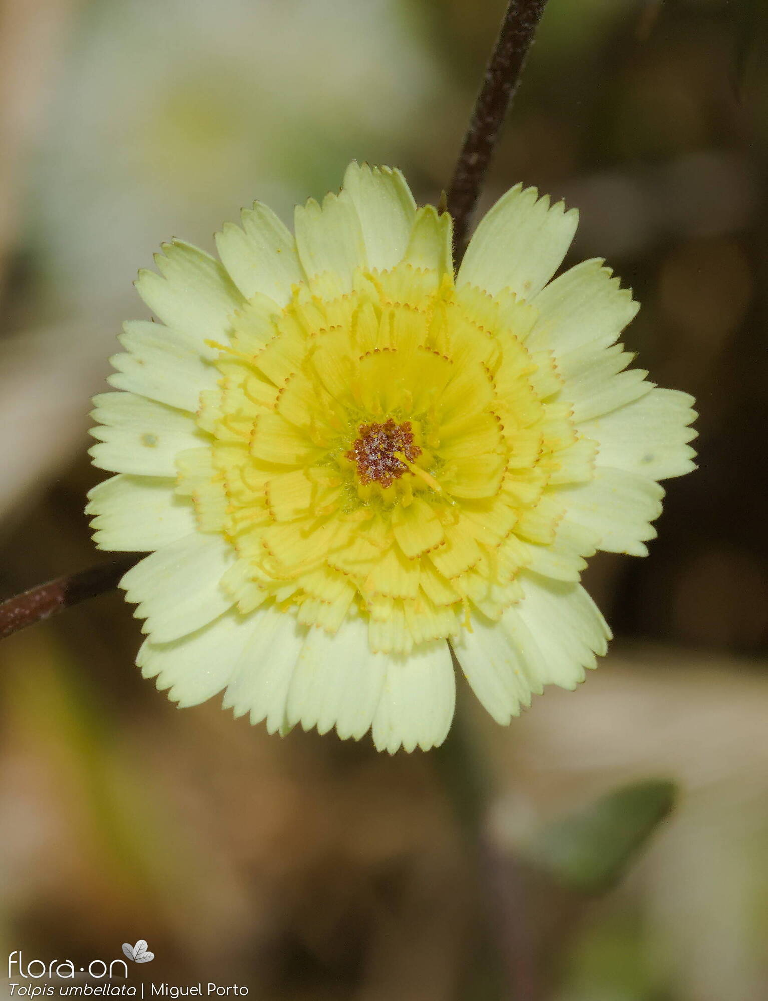 Tolpis barbata-(2) - Flor (close-up) | Miguel Porto; CC BY-NC 4.0