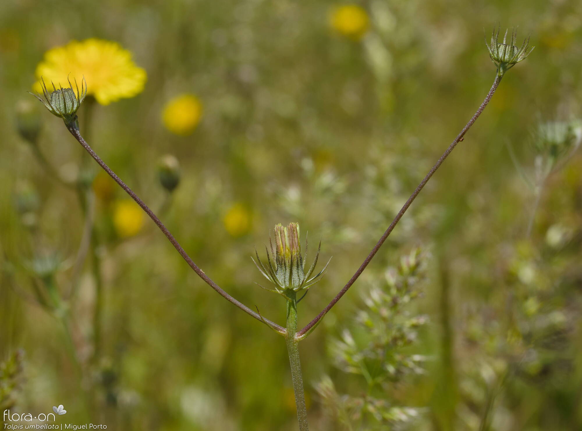 Tolpis barbata-(2) - Flor (geral) | Miguel Porto; CC BY-NC 4.0