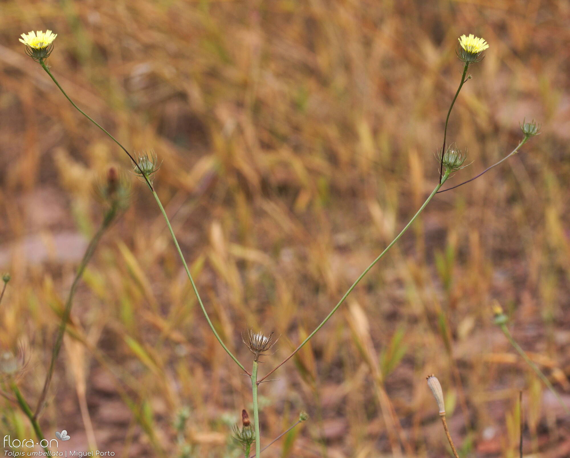 Tolpis barbata-(2) - Flor (geral) | Miguel Porto; CC BY-NC 4.0