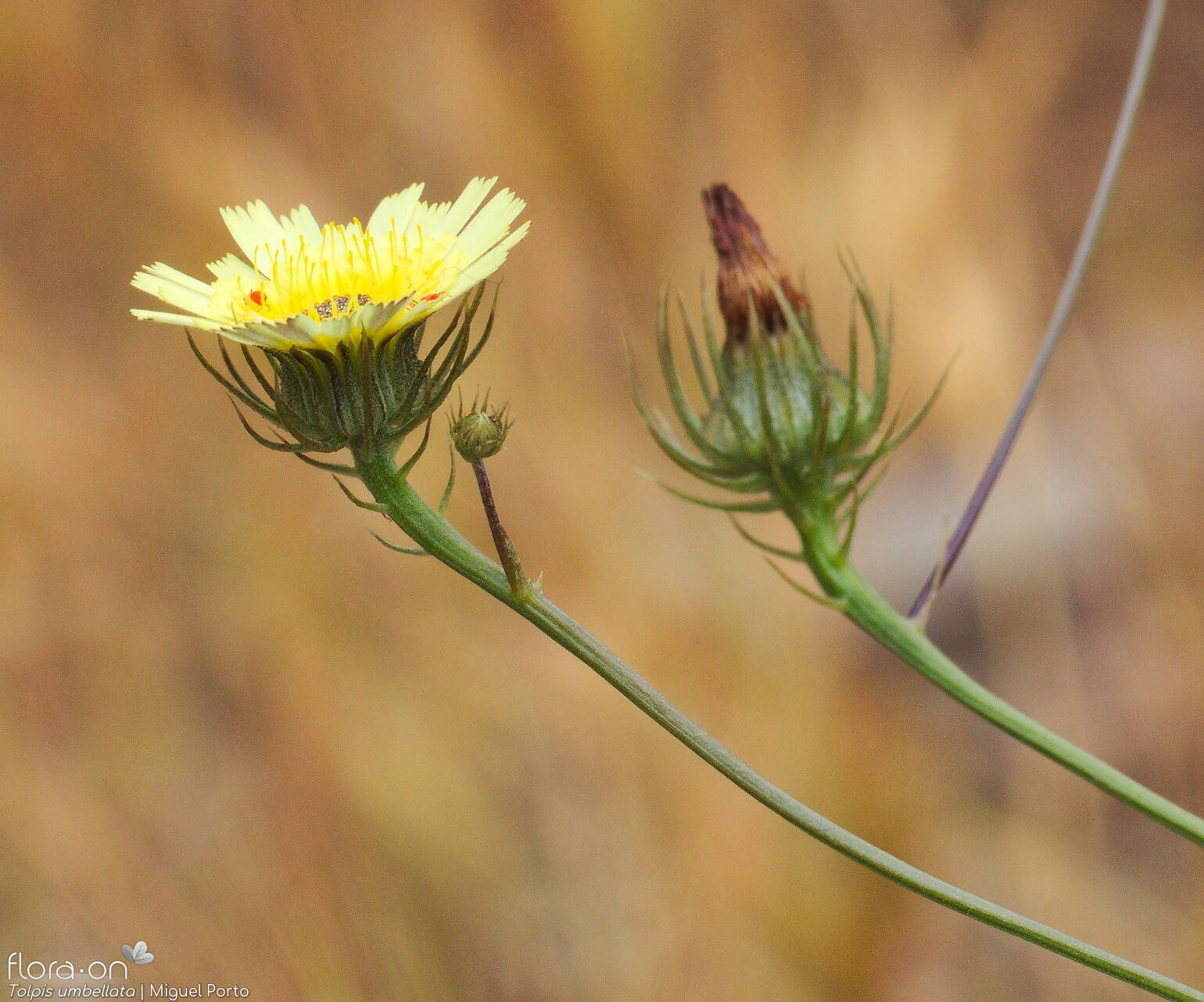 Tolpis barbata-(2) - Capítulo | Miguel Porto; CC BY-NC 4.0