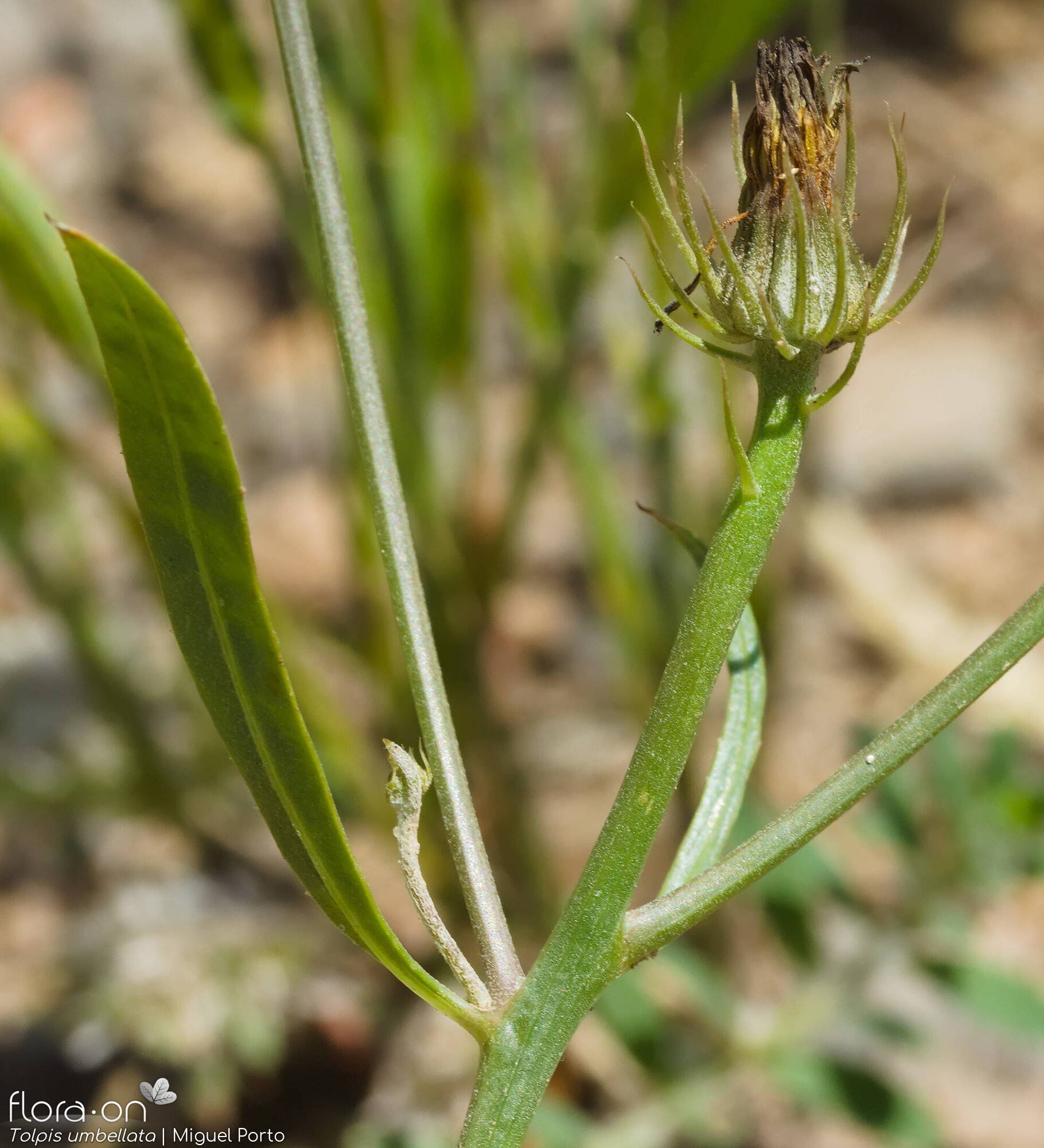 Tolpis barbata-(2) - Folha | Miguel Porto; CC BY-NC 4.0