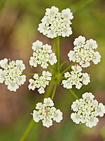 Torilis japonica
