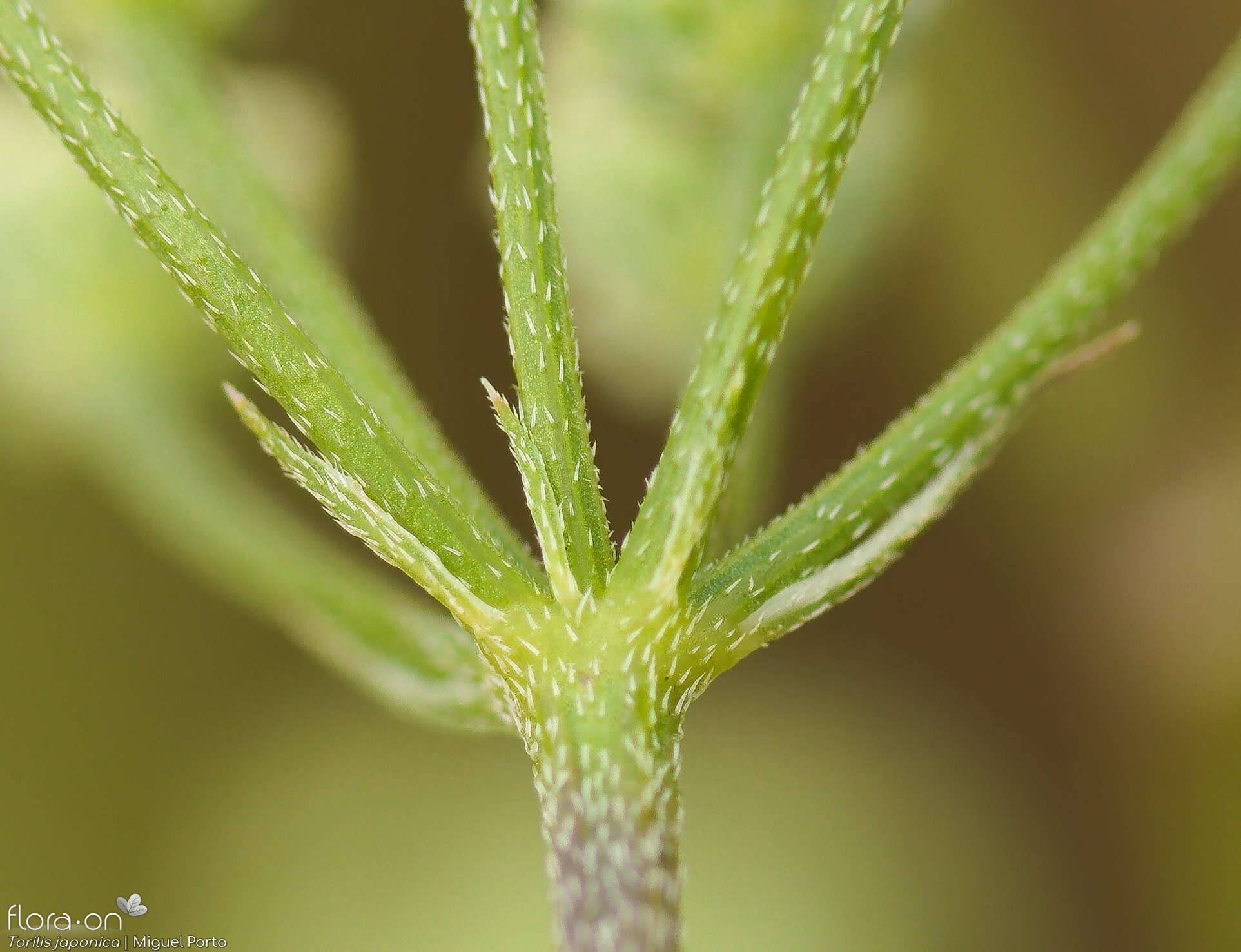 Torilis japonica - Bráctea | Miguel Porto; CC BY-NC 4.0