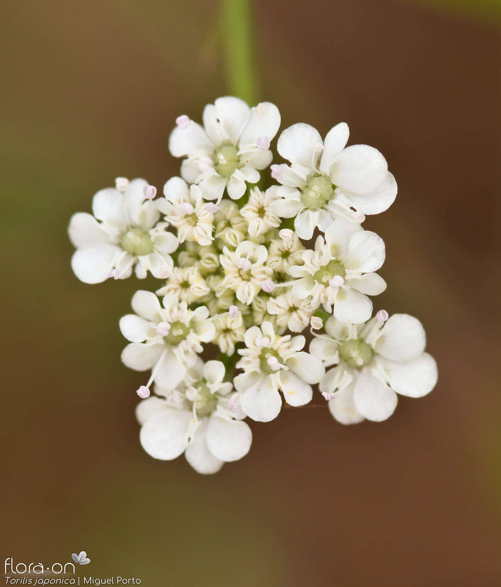 Torilis japonica - Flor (close-up) | Miguel Porto; CC BY-NC 4.0