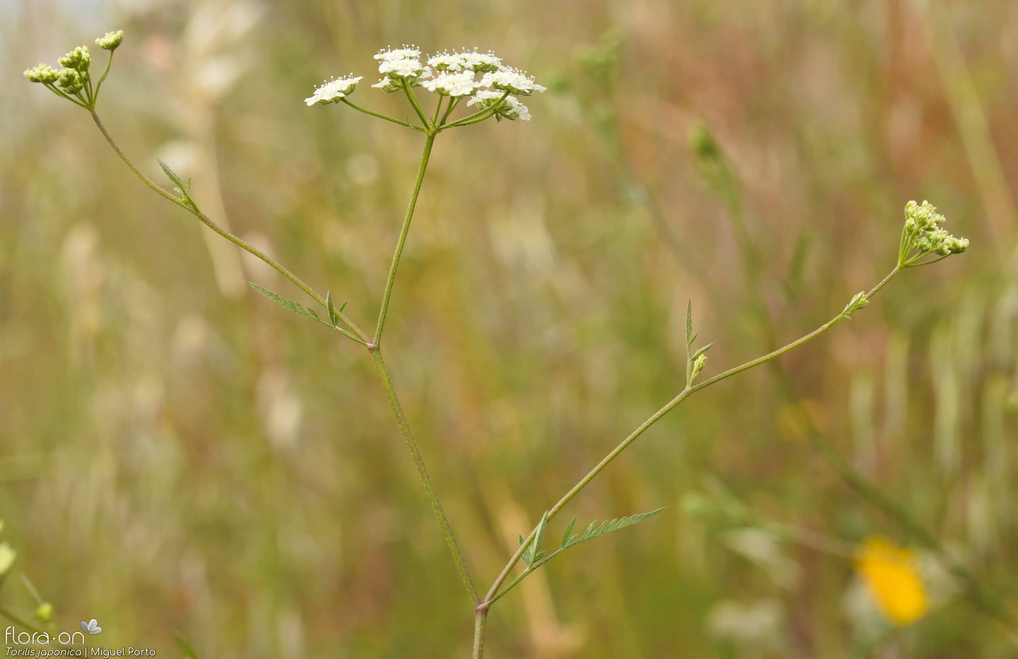 Torilis japonica - Flor (geral) | Miguel Porto; CC BY-NC 4.0