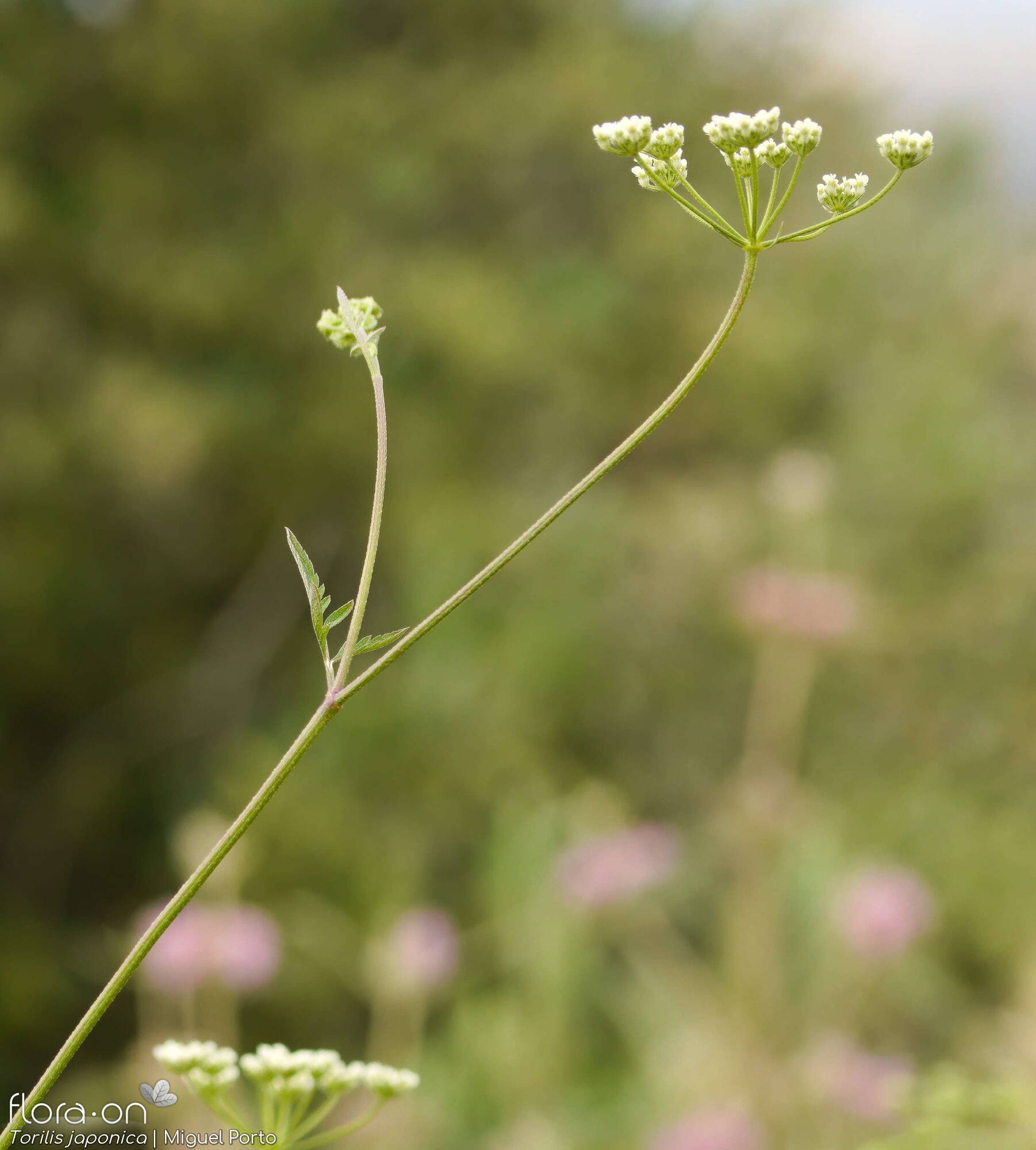 Torilis japonica - Flor (geral) | Miguel Porto; CC BY-NC 4.0
