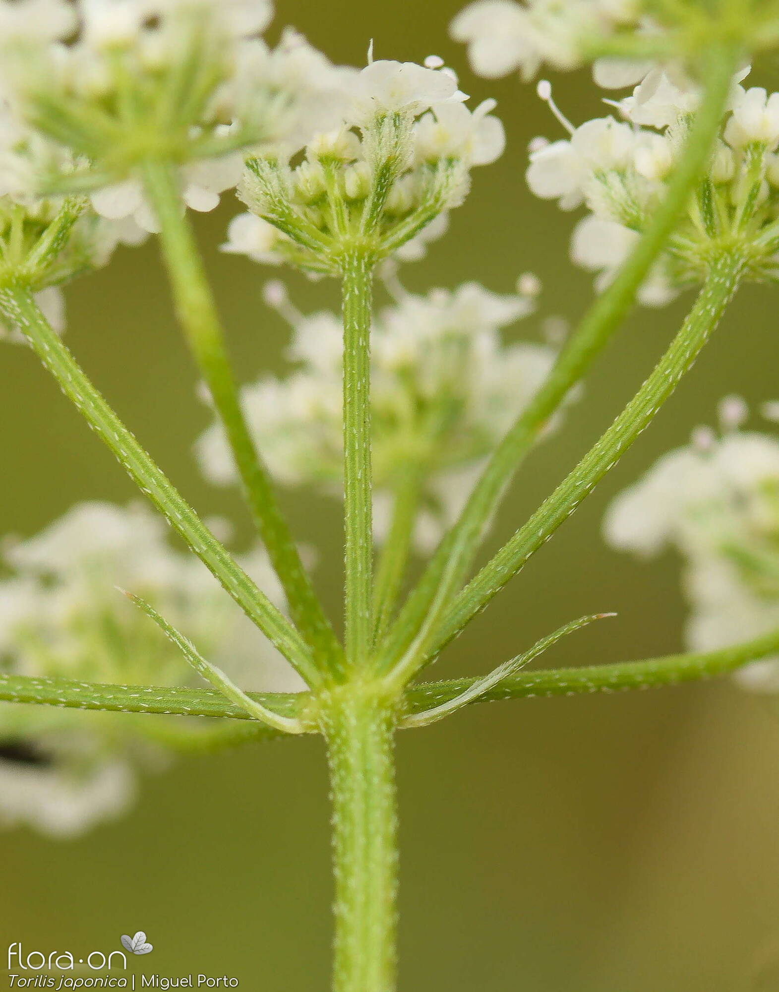 Torilis japonica - Bráctea | Miguel Porto; CC BY-NC 4.0