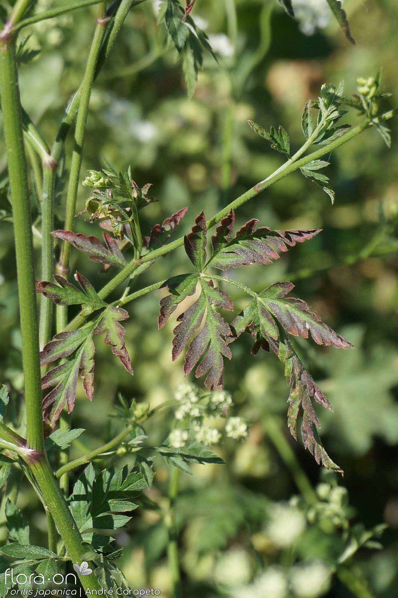 Torilis japonica - Folha | André Carapeto; CC BY-NC 4.0