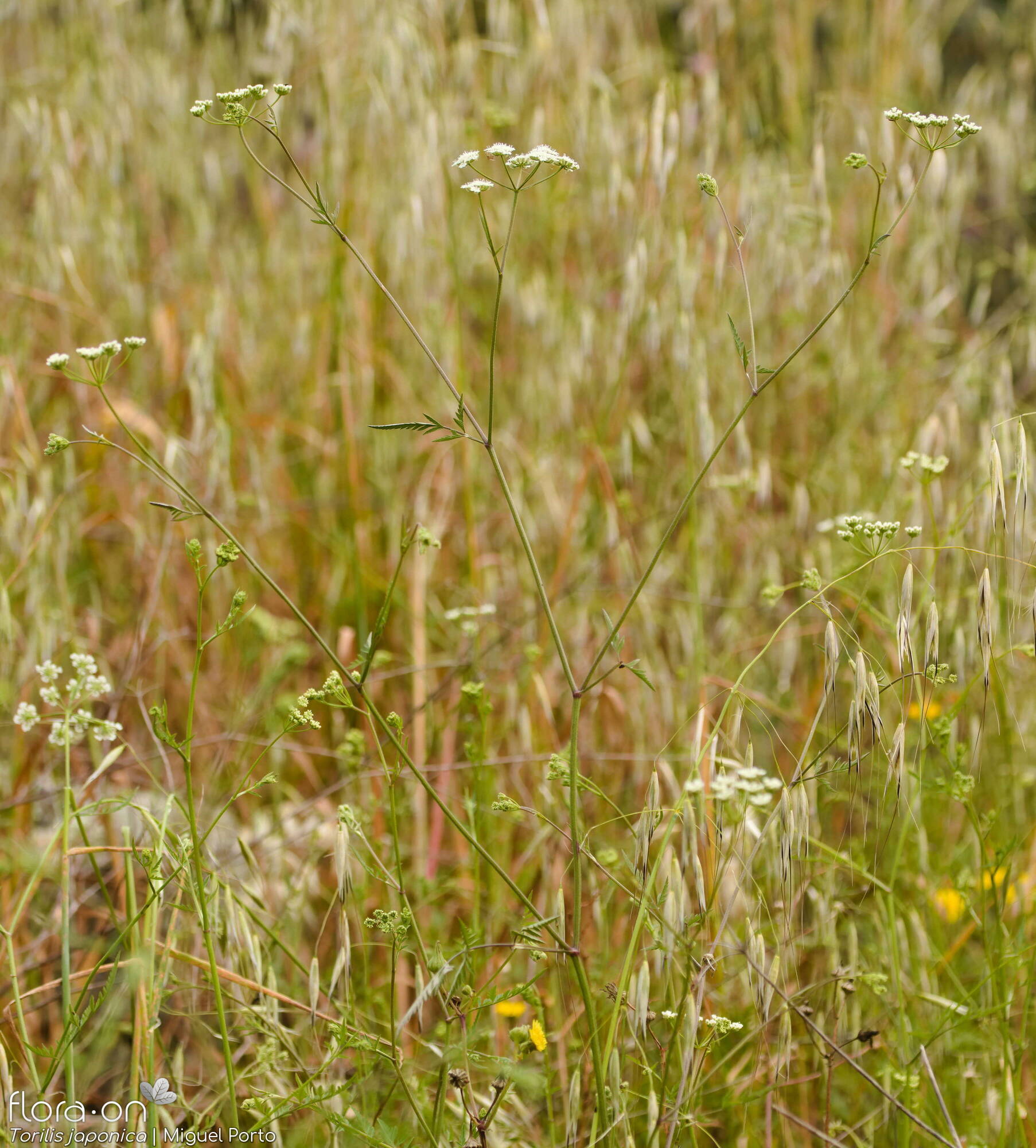 Torilis japonica - Hábito | Miguel Porto; CC BY-NC 4.0
