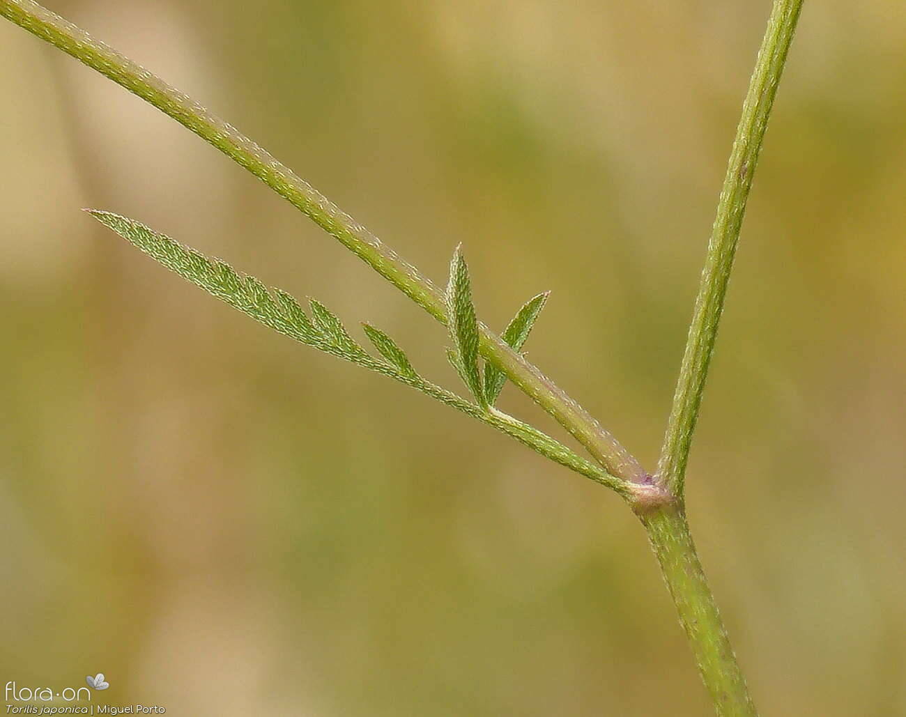 Torilis japonica - Folha | Miguel Porto; CC BY-NC 4.0