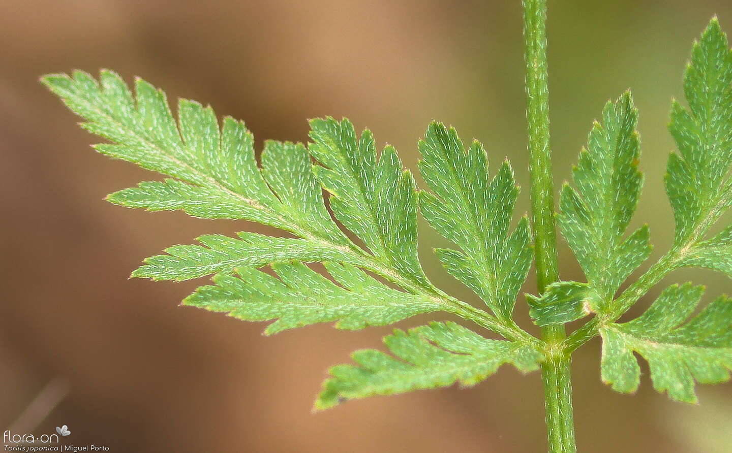 Torilis japonica - Folha | Miguel Porto; CC BY-NC 4.0