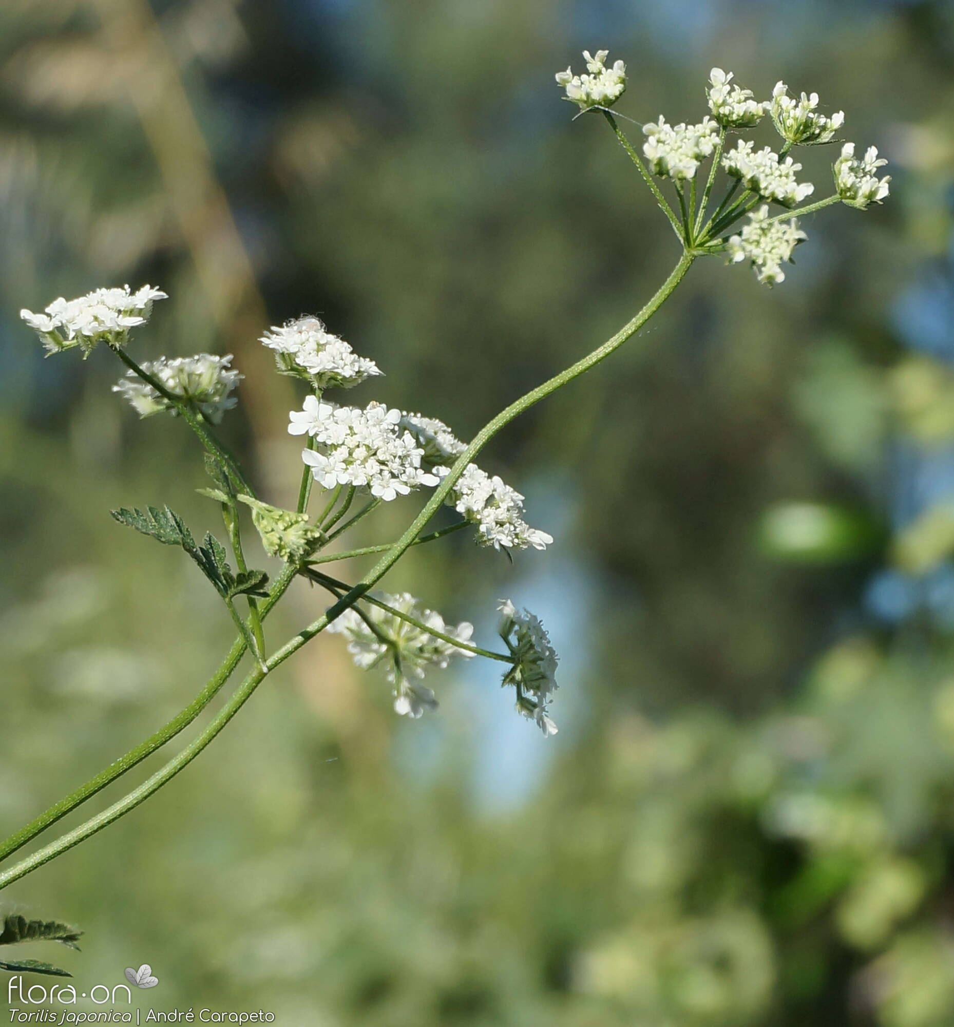 Torilis japonica - Flor (geral) | André Carapeto; CC BY-NC 4.0