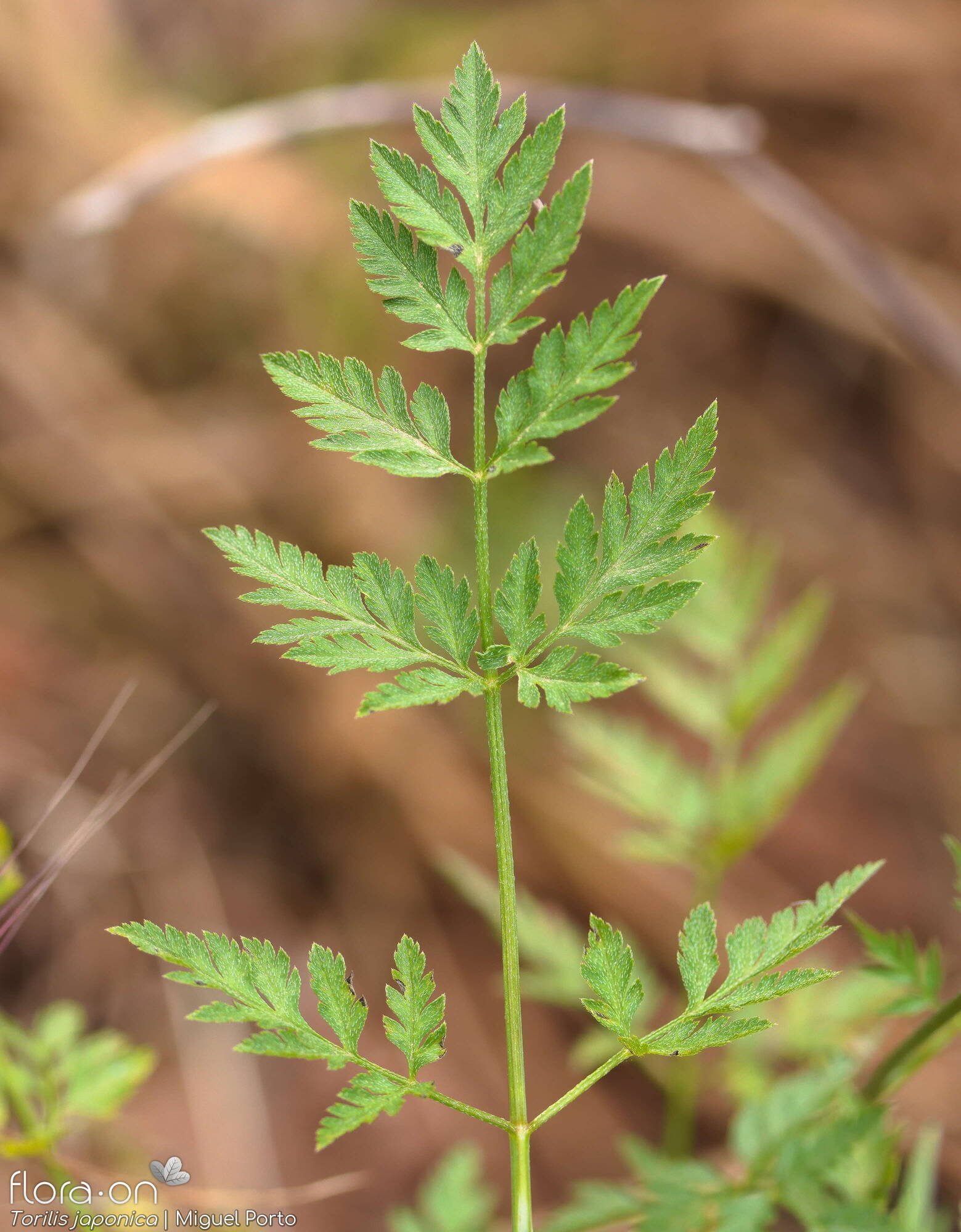 Torilis japonica - Folha | Miguel Porto; CC BY-NC 4.0