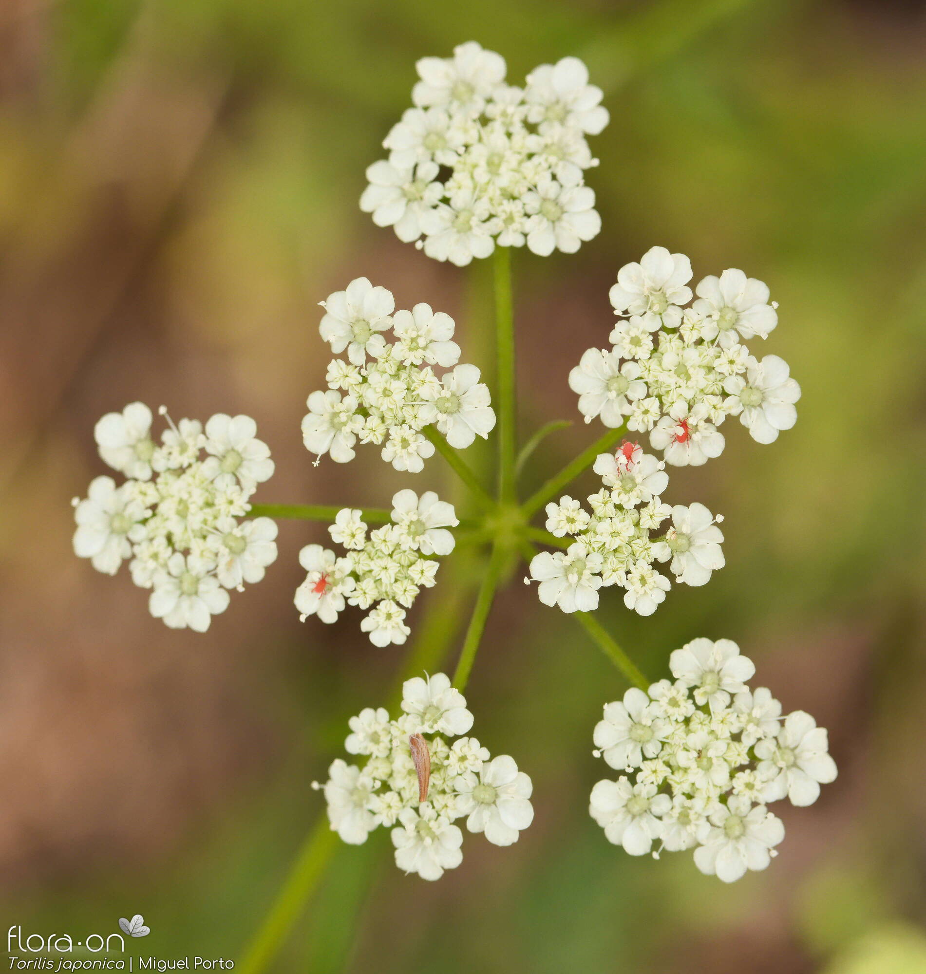 Torilis japonica - Flor (geral) | Miguel Porto; CC BY-NC 4.0