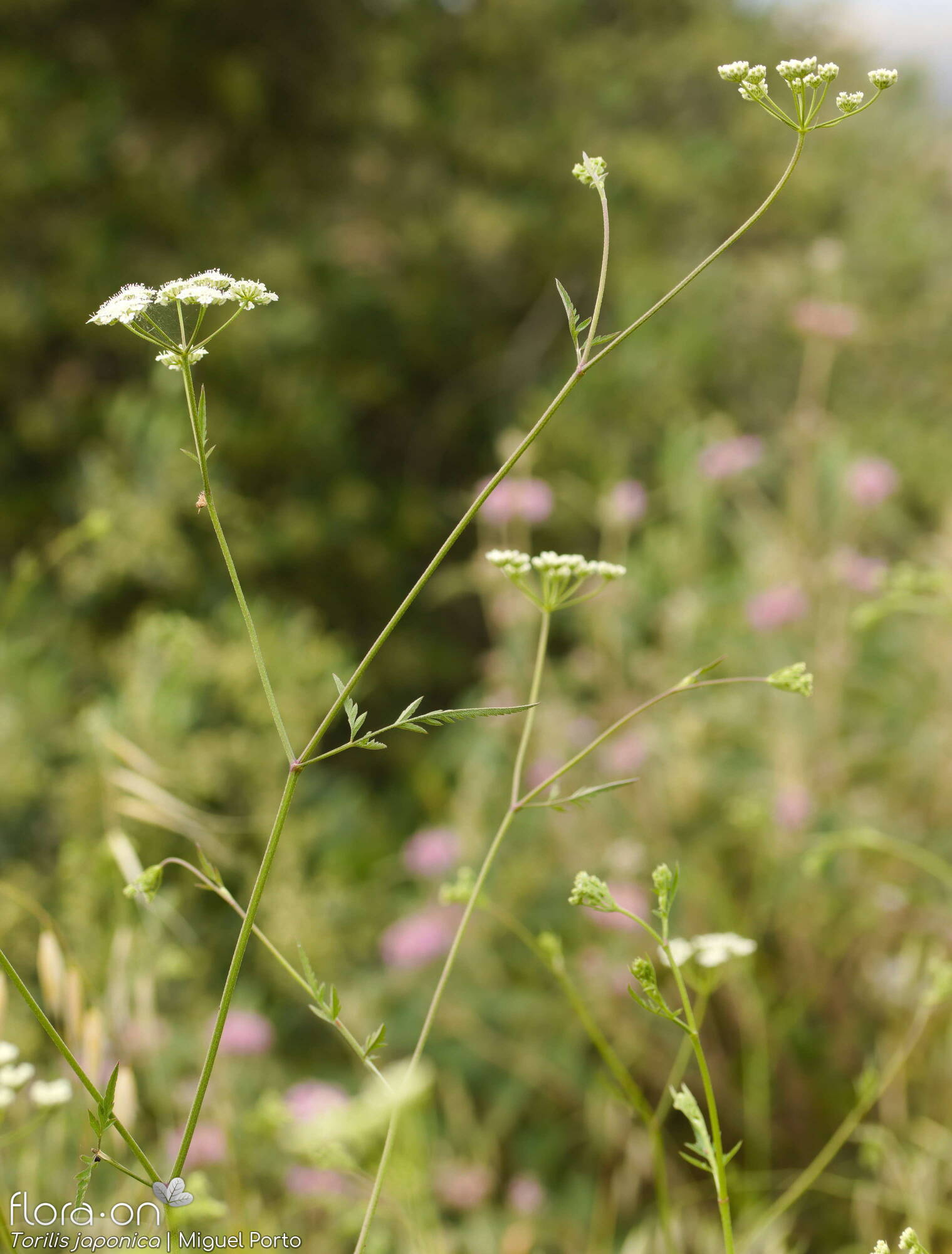 Torilis japonica - Hábito | Miguel Porto; CC BY-NC 4.0