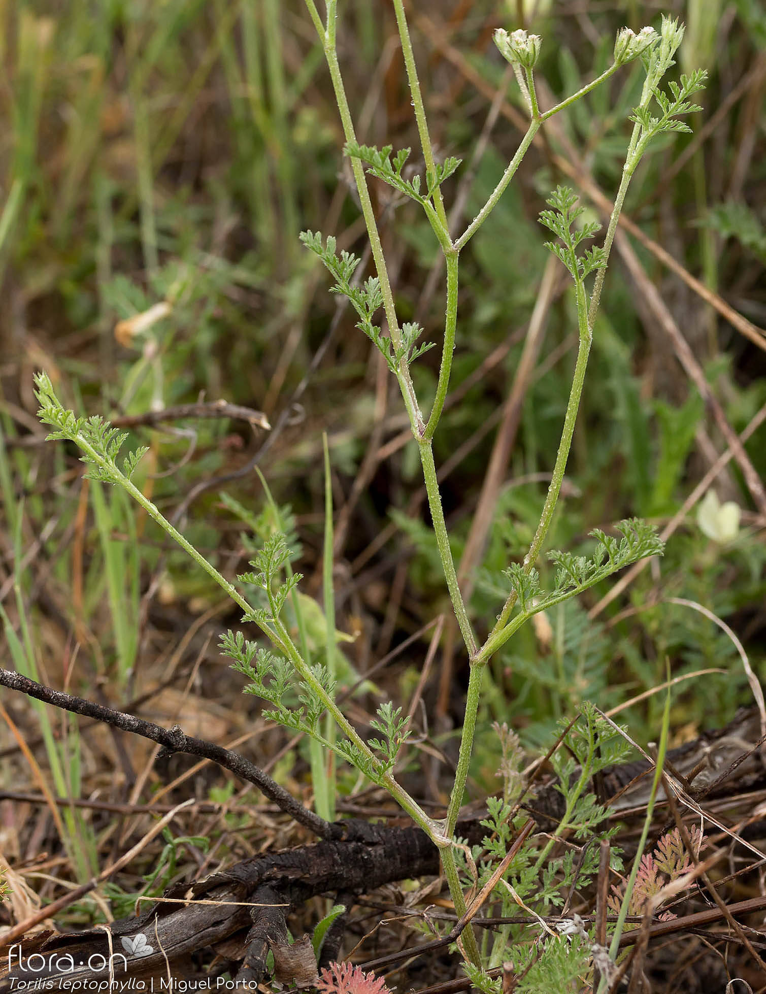 Torilis leptophylla - Hábito | Miguel Porto; CC BY-NC 4.0