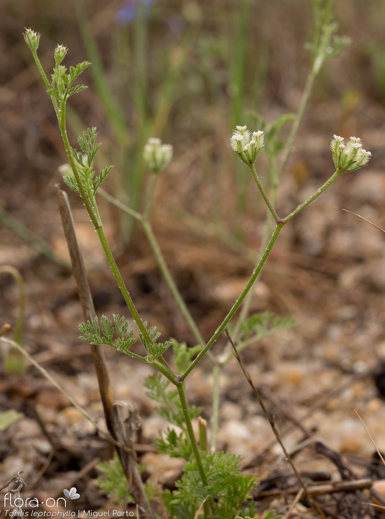 Torilis leptophylla - Hábito | Miguel Porto; CC BY-NC 4.0