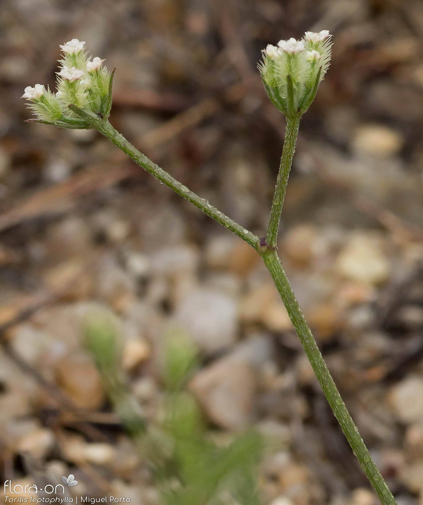 Torilis leptophylla - Flor (geral) | Miguel Porto; CC BY-NC 4.0