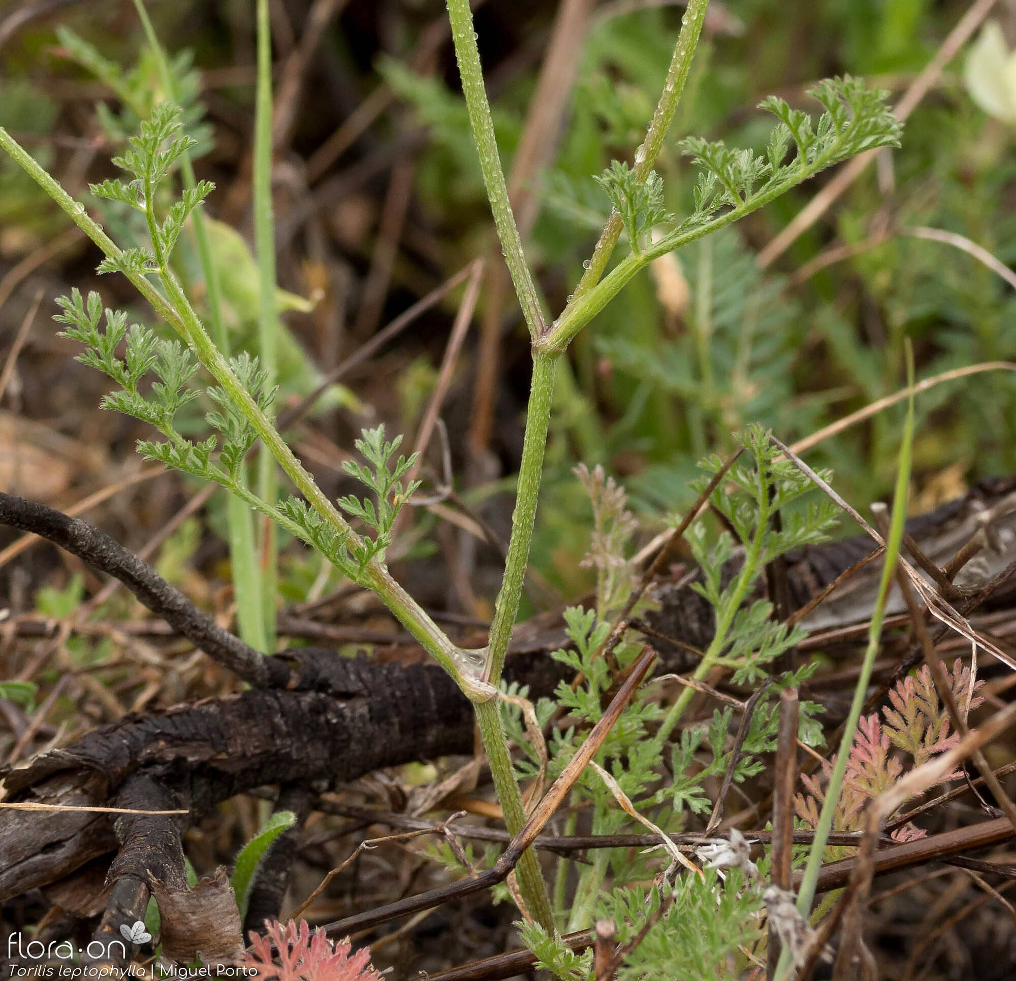 Torilis leptophylla - Folha (geral) | Miguel Porto; CC BY-NC 4.0