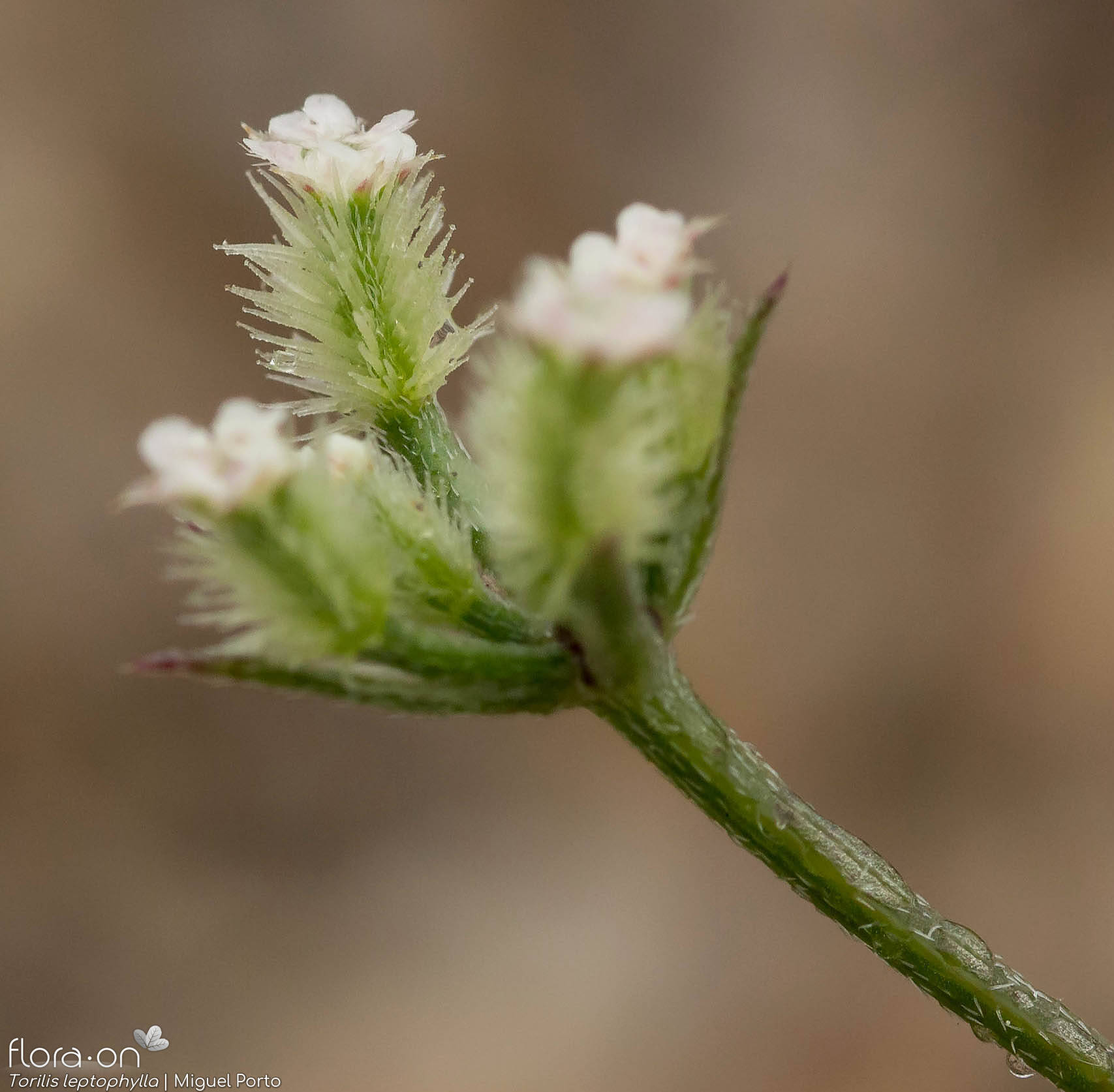 Torilis leptophylla - Flor (close-up) | Miguel Porto; CC BY-NC 4.0