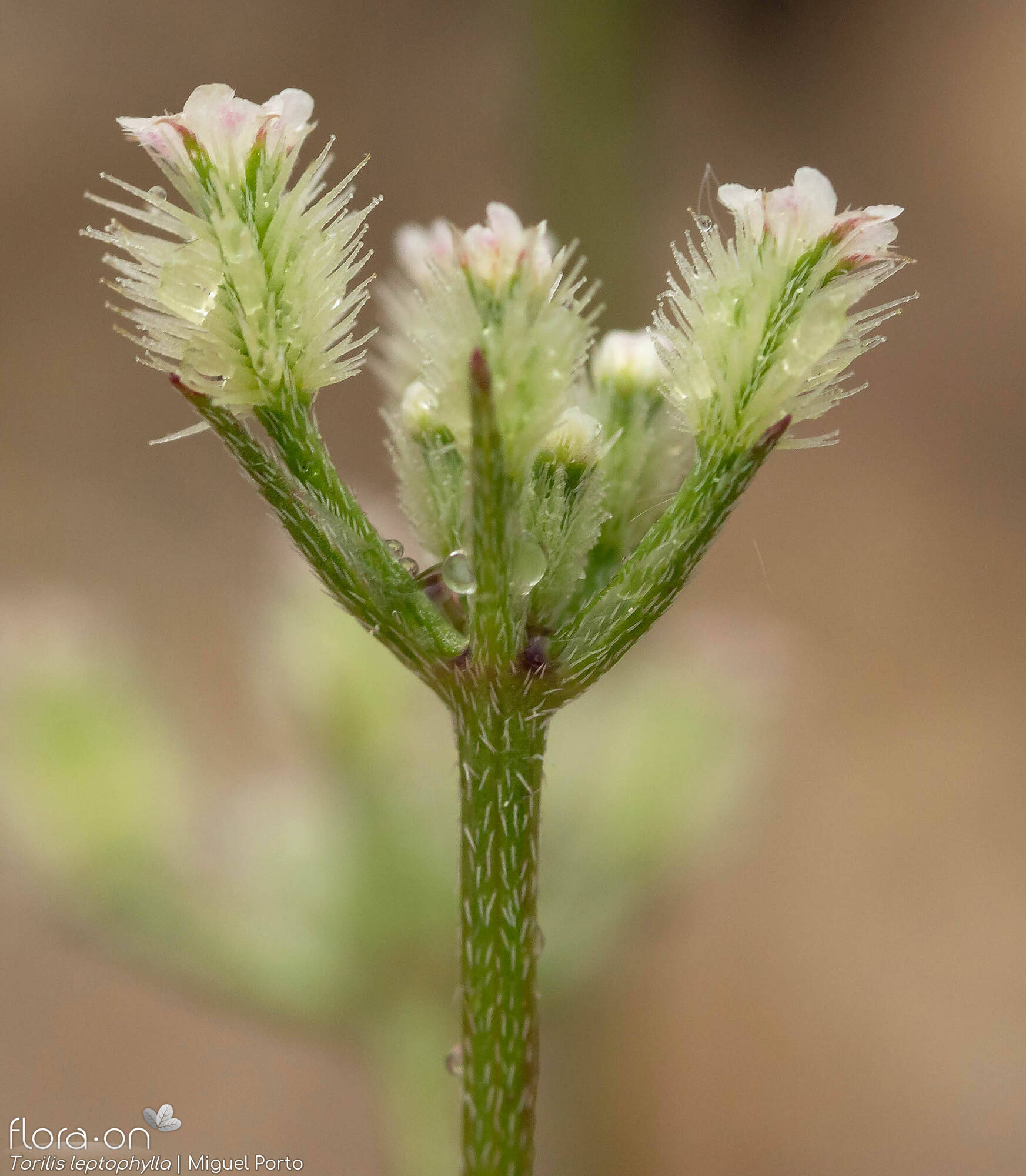 Torilis leptophylla - Bráctea | Miguel Porto; CC BY-NC 4.0