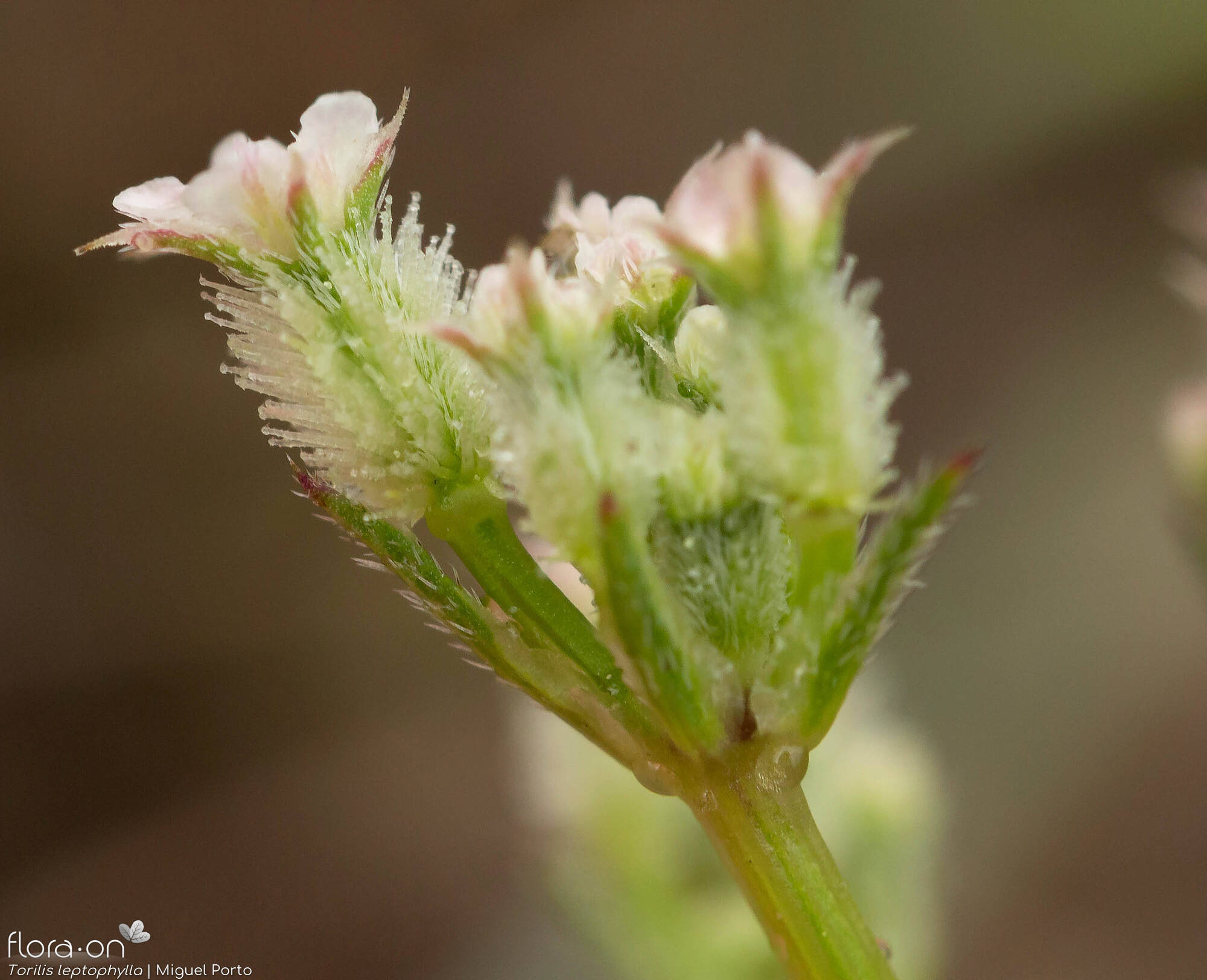 Torilis leptophylla - Flor (close-up) | Miguel Porto; CC BY-NC 4.0