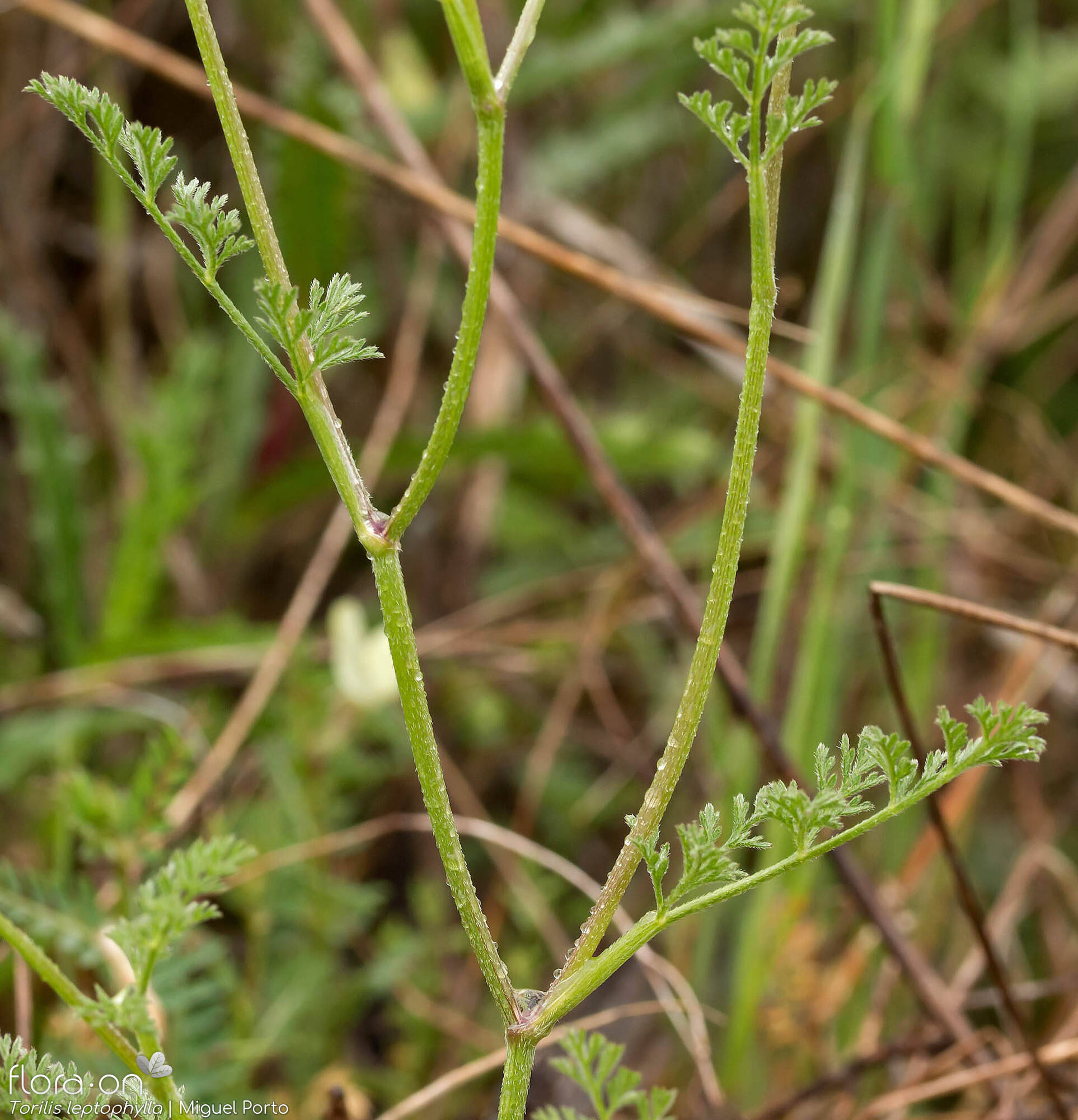 Torilis leptophylla - Folha (geral) | Miguel Porto; CC BY-NC 4.0