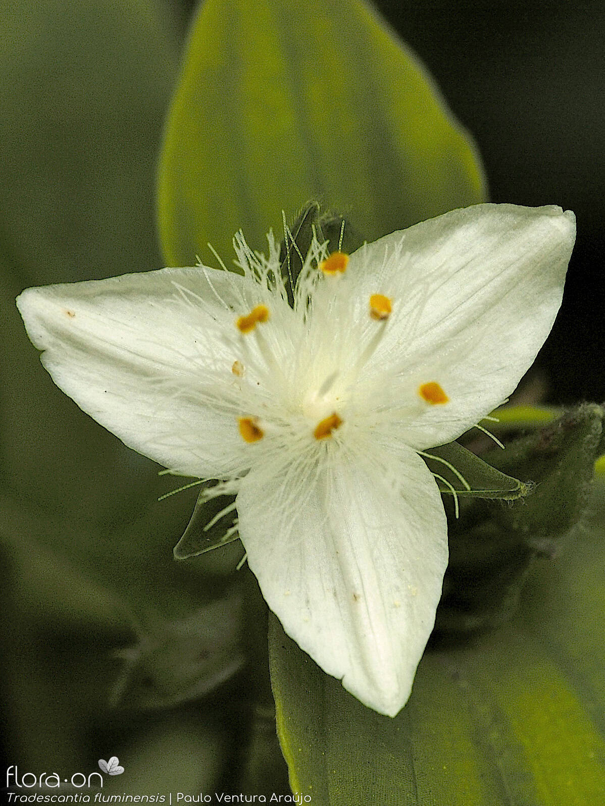 Tradescantia fluminensis