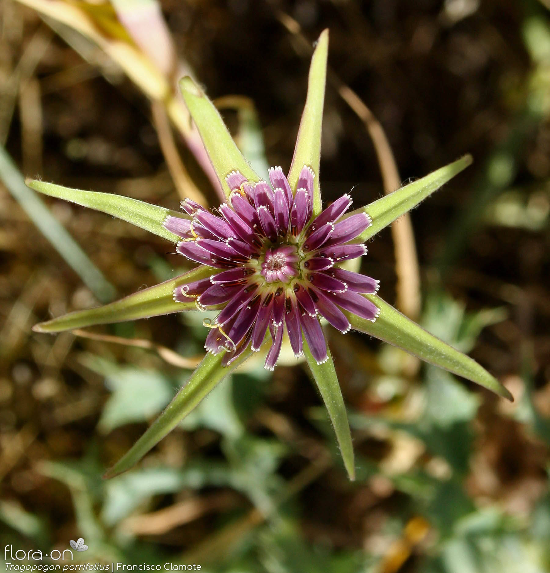 Tragopogon porrifolius - Flor (close-up) | Francisco Clamote; CC BY-NC 4.0