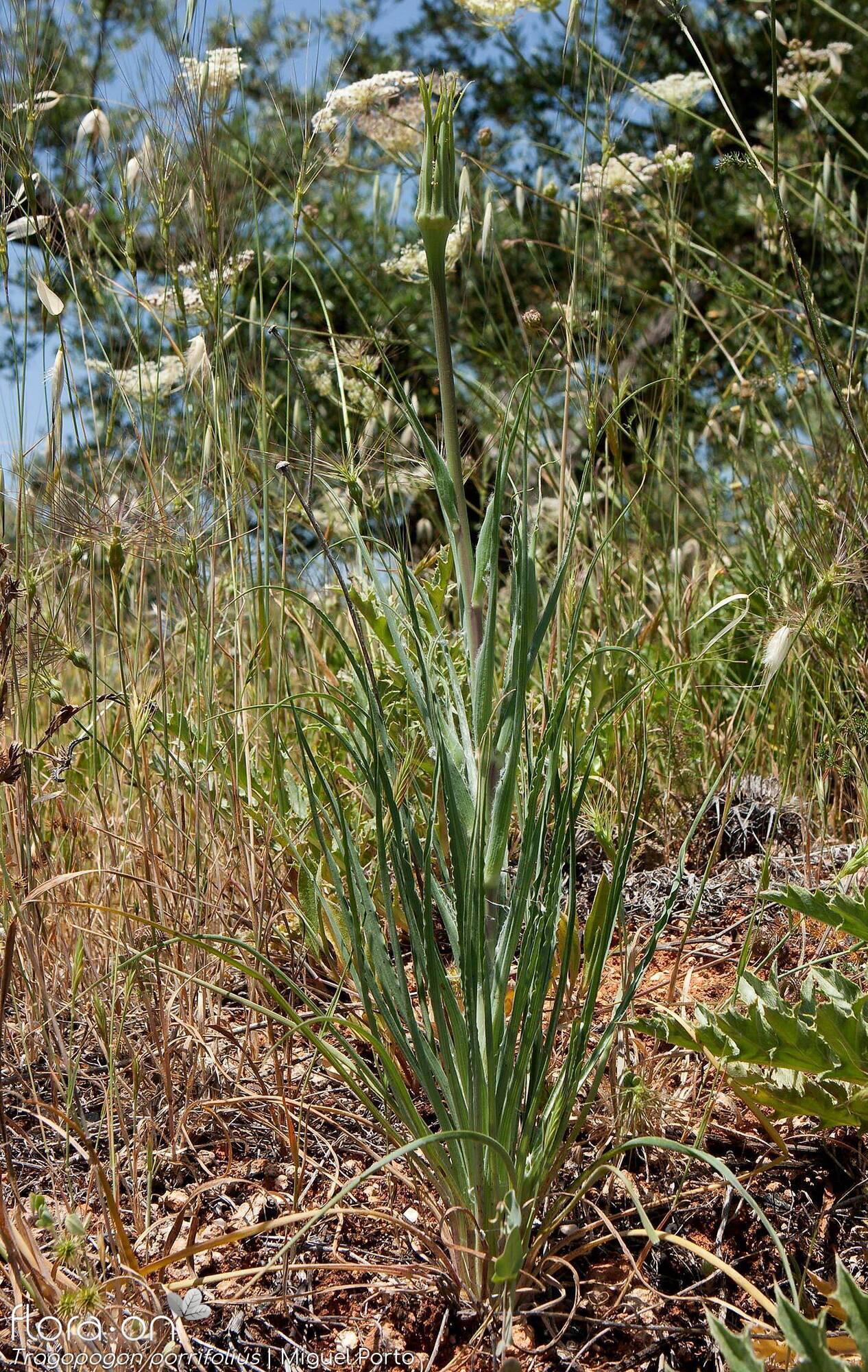 Tragopogon porrifolius - Folha (geral) | Miguel Porto; CC BY-NC 4.0