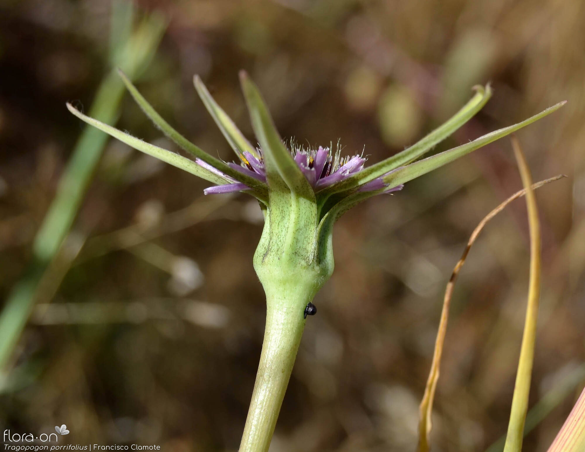 Tragopogon porrifolius - Capítulo | Francisco Clamote; CC BY-NC 4.0