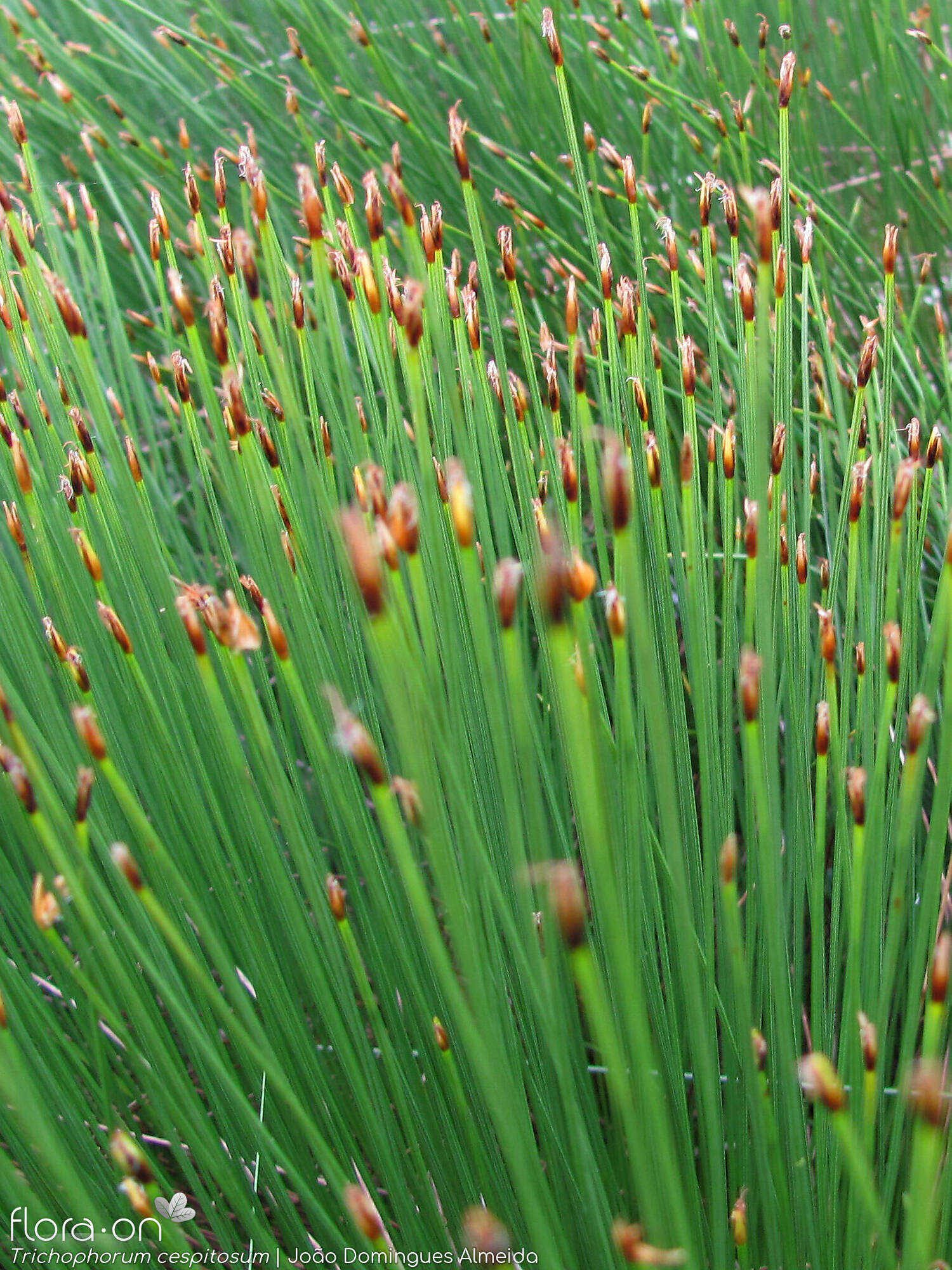 Trichophorum