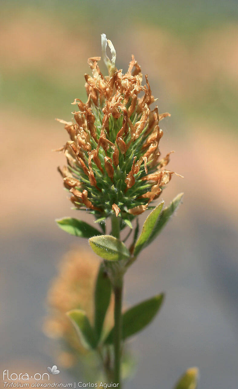 Trifolium alexandrinum - Flor (geral) | Carlos Aguiar; CC BY-NC 4.0