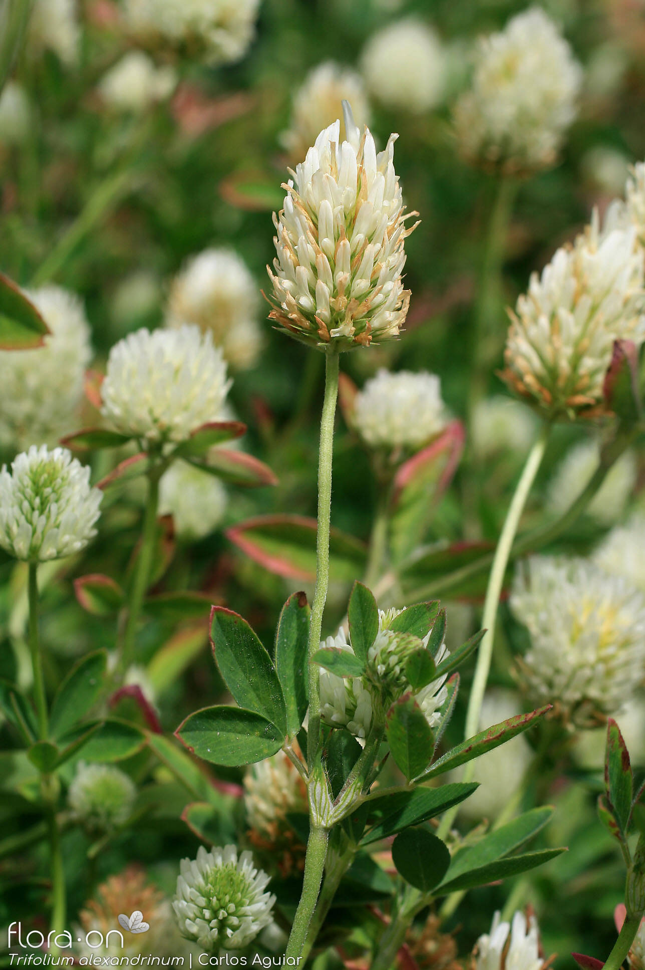 Trifolium alexandrinum