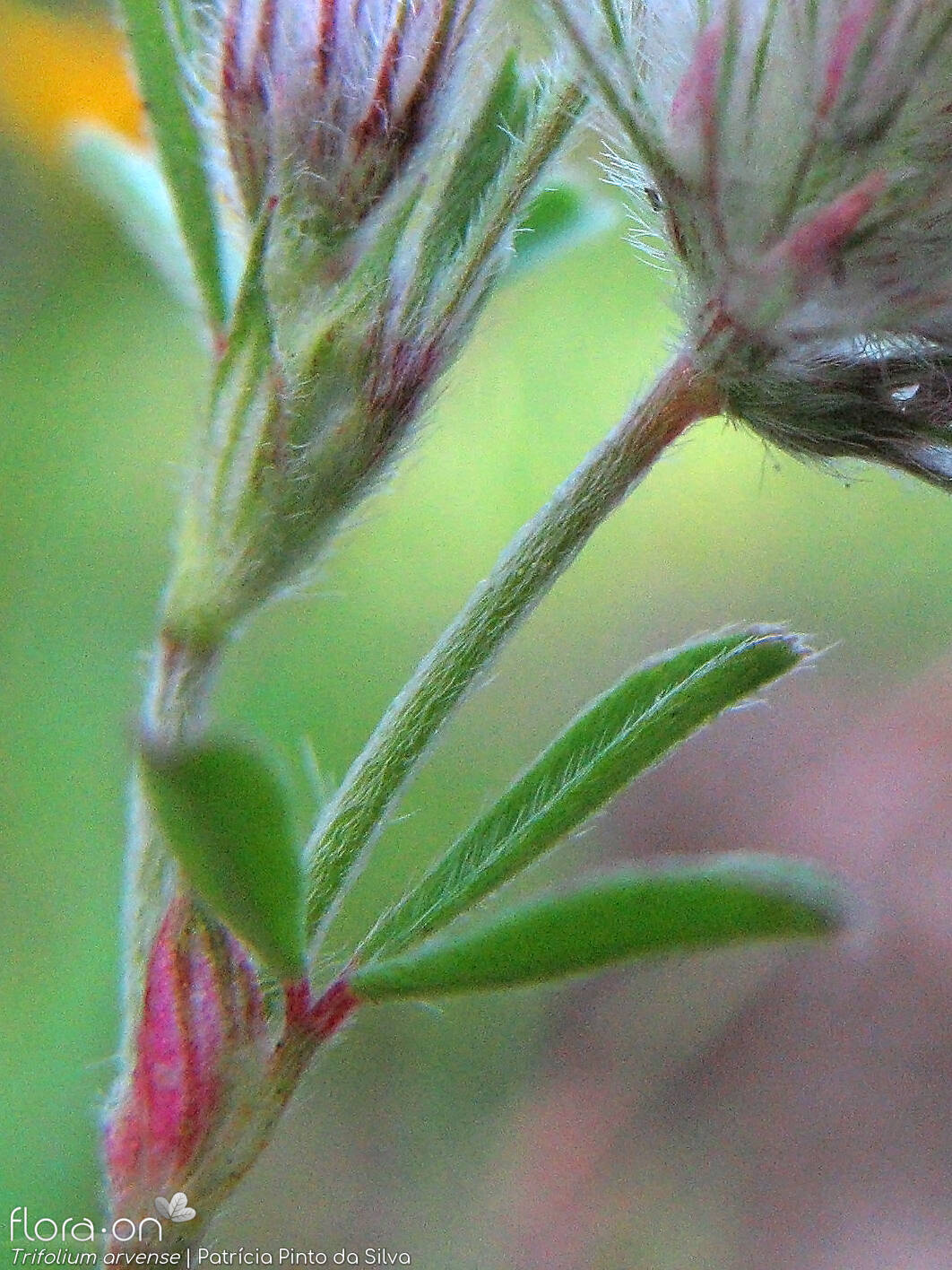 Trifolium arvense - Folha | Patrícia Pinto da Silva; CC BY-NC 4.0