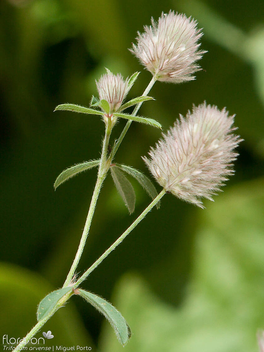 Trifolium arvense - Flor (geral) | Miguel Porto; CC BY-NC 4.0