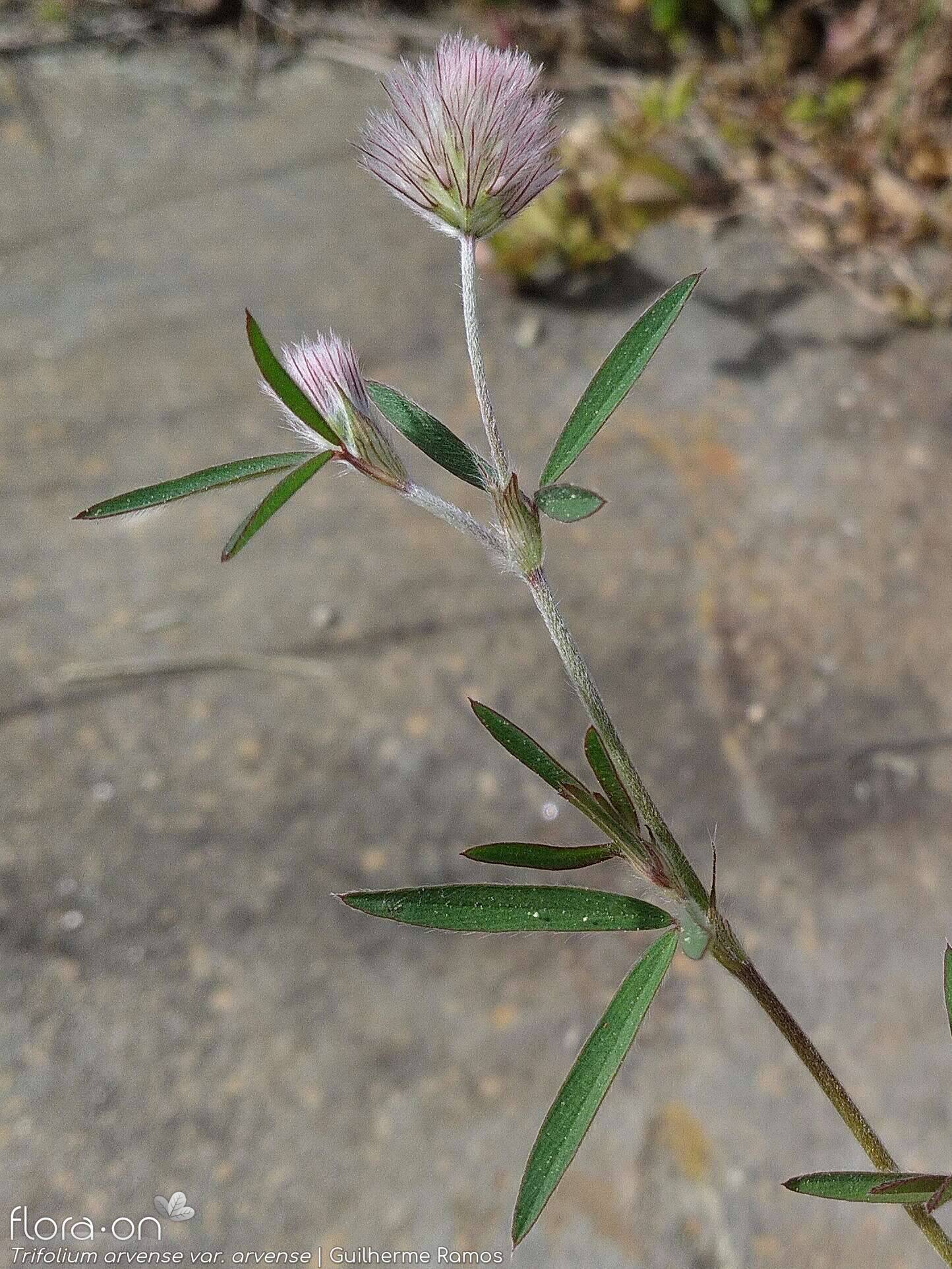 Trifolium arvense - Hábito | Guilherme Ramos; CC BY-NC 4.0