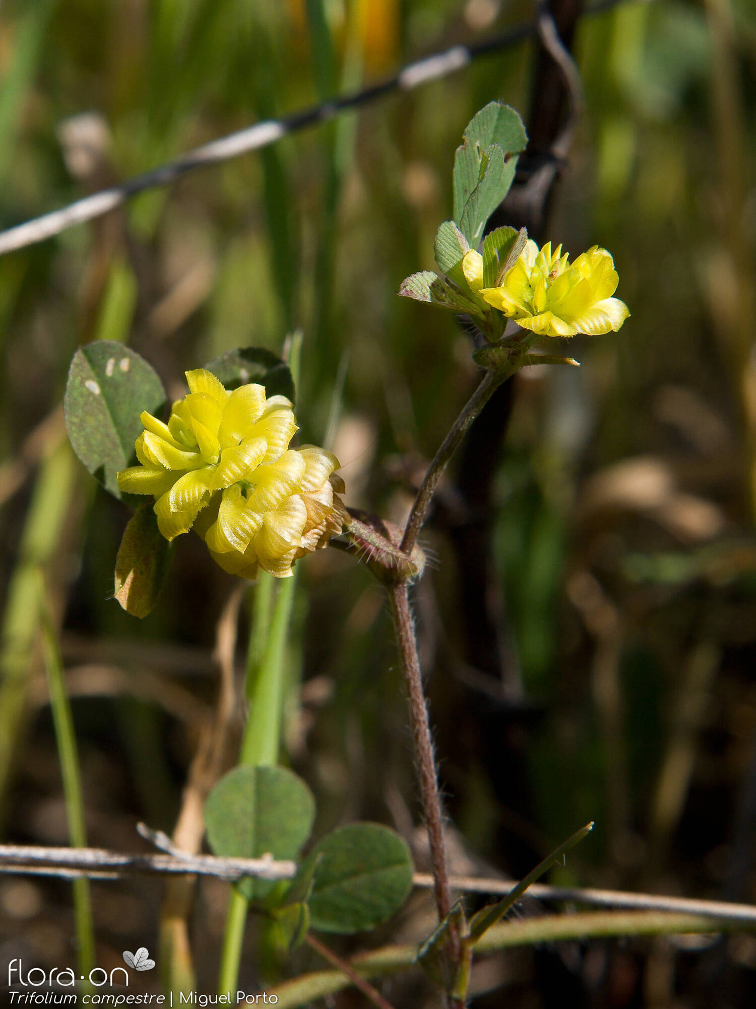 Trifolium campestre - Flor (geral) | Miguel Porto; CC BY-NC 4.0