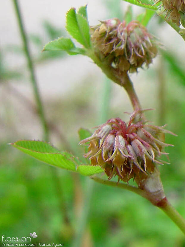 Trifolium cernuum
