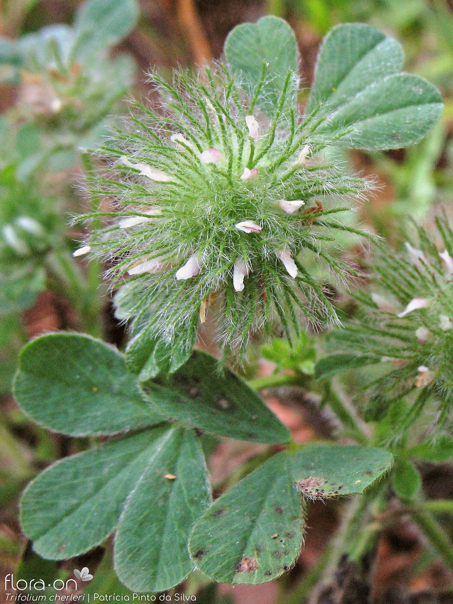 Trifolium cherleri