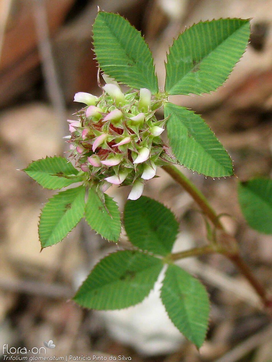 Trifolium glomeratum